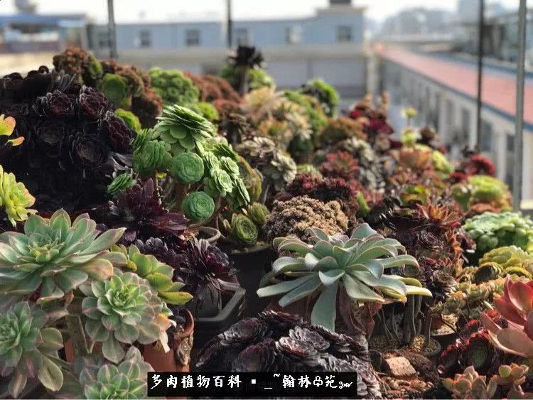 又一场法师视觉盛宴欣赏：翰林苑的昆明多肉花园！