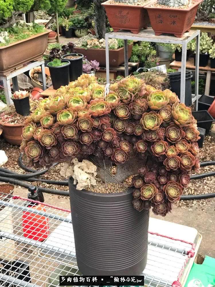 昆明精品多肉花园,昆明最好看的多肉花园