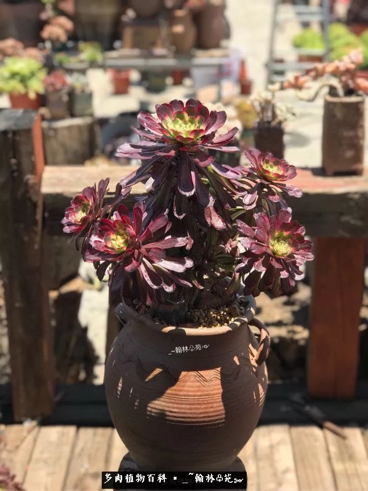 昆明精品多肉花园,昆明最好看的多肉花园