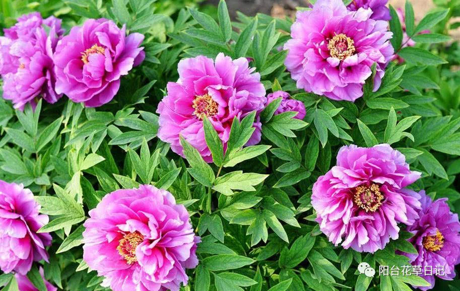 世界上最具代表5种国花,各国国花有哪些特点