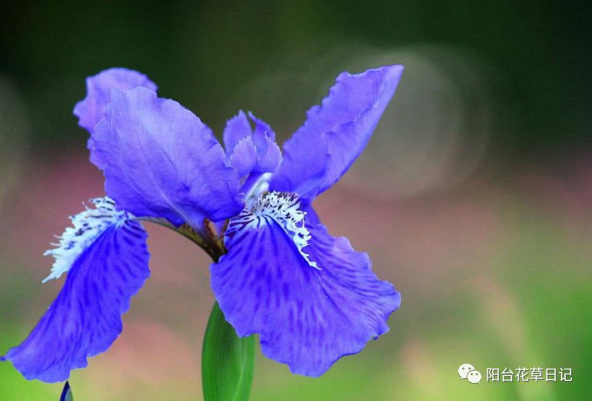 世界上最具代表5种国花,各国国花有哪些特点