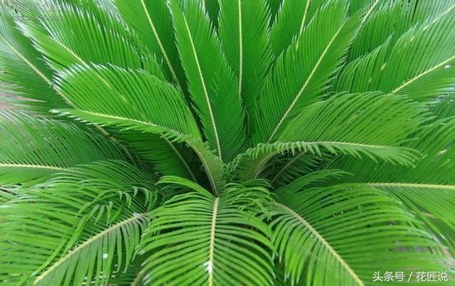 铁树怎么养及注意事项,铁树该怎么养护和浇水