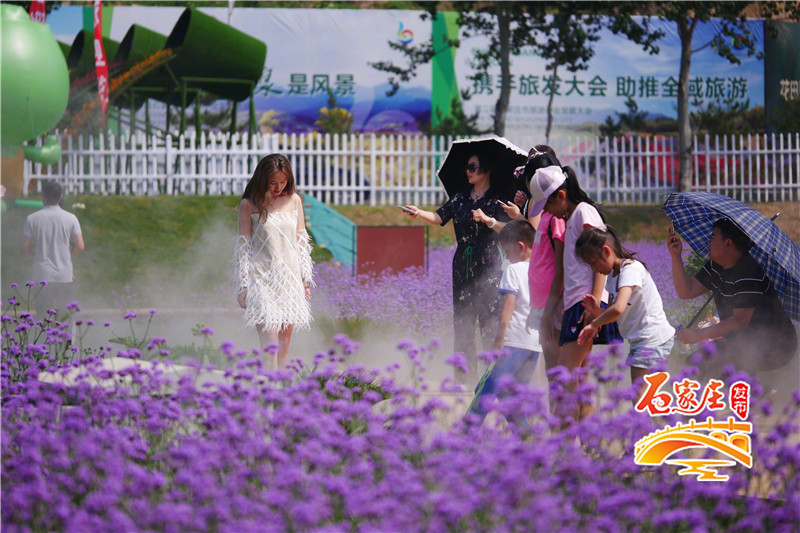 石家庄花田原乡小镇多彩花海,鹿泉花海拍摄地点