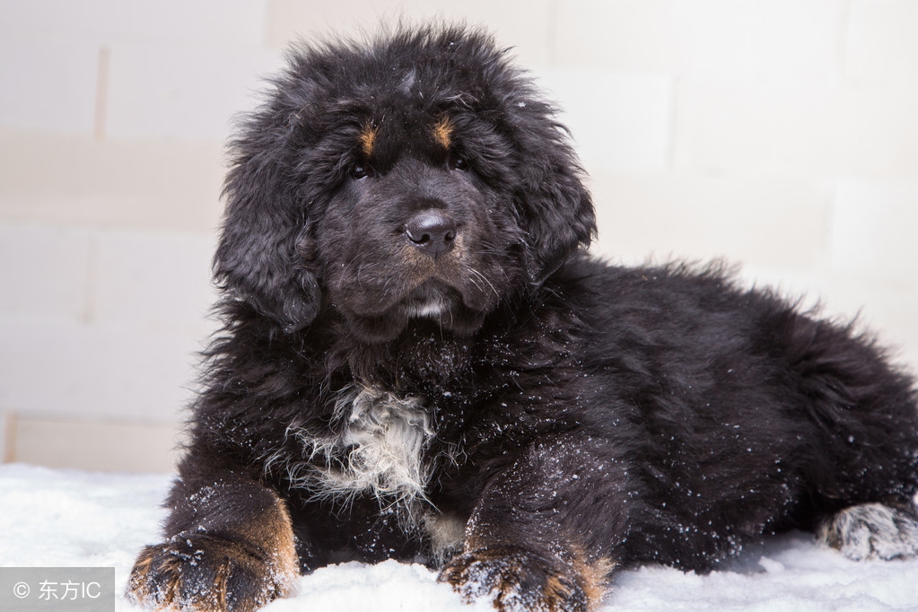 藏獒饭量,成年藏獒每天食量是多少