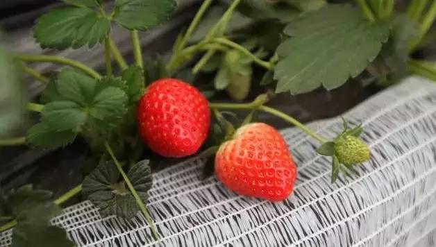 双流人公认的12大美女，一个比一个惊艳，简直是人间极品！