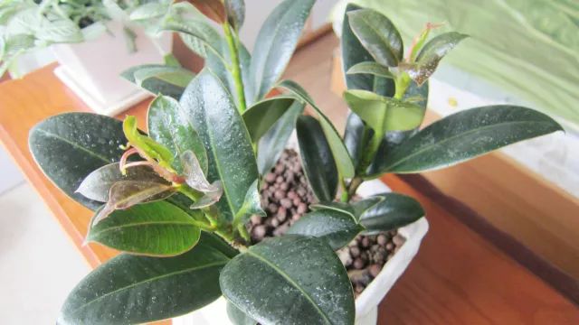 独杆橡皮树造型图片,独杆橡皮树怎么分叉视频