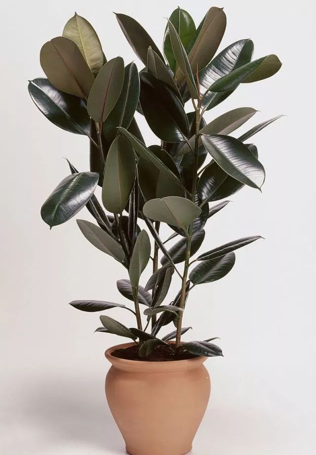 独杆橡皮树造型图片,独杆橡皮树怎么分叉视频