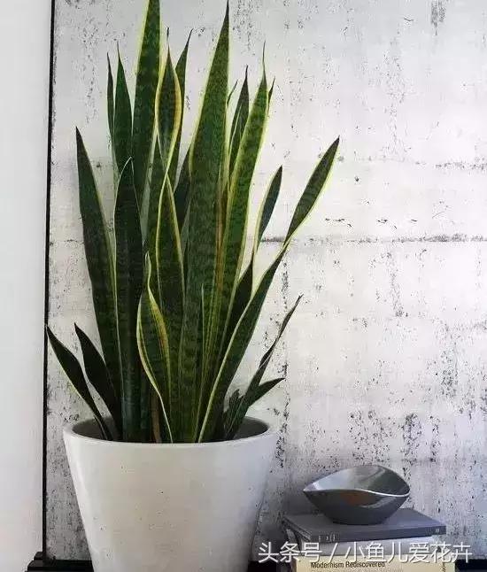 养花浇水知道这14个坑花能活20年,不适合多浇水的8种花