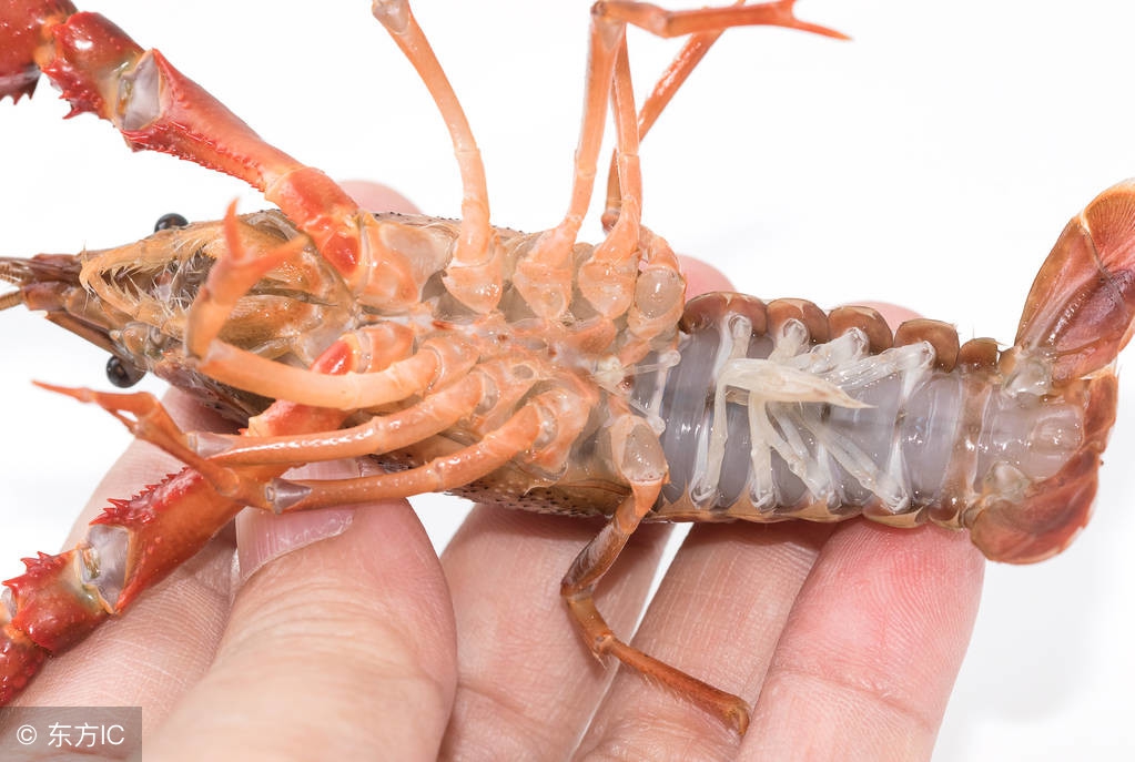 10万只小龙虾搭专列出征世界杯，价格飙升20%，大量资本涌入