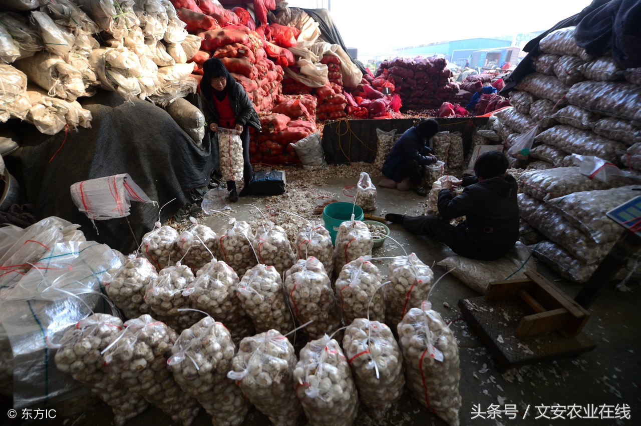 2011年10月23日大蒜价格,今日大蒜价格多少钱