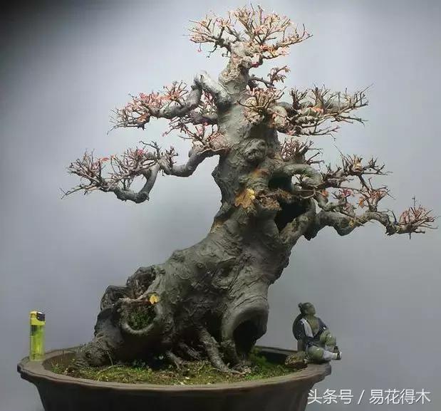 怎么区分榆树和榉树,怎么分辨榆叶梅和碧桃