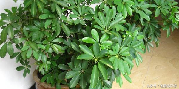 什么绿植吸收甲醛最好,新装修房子放什么绿植可防甲醛