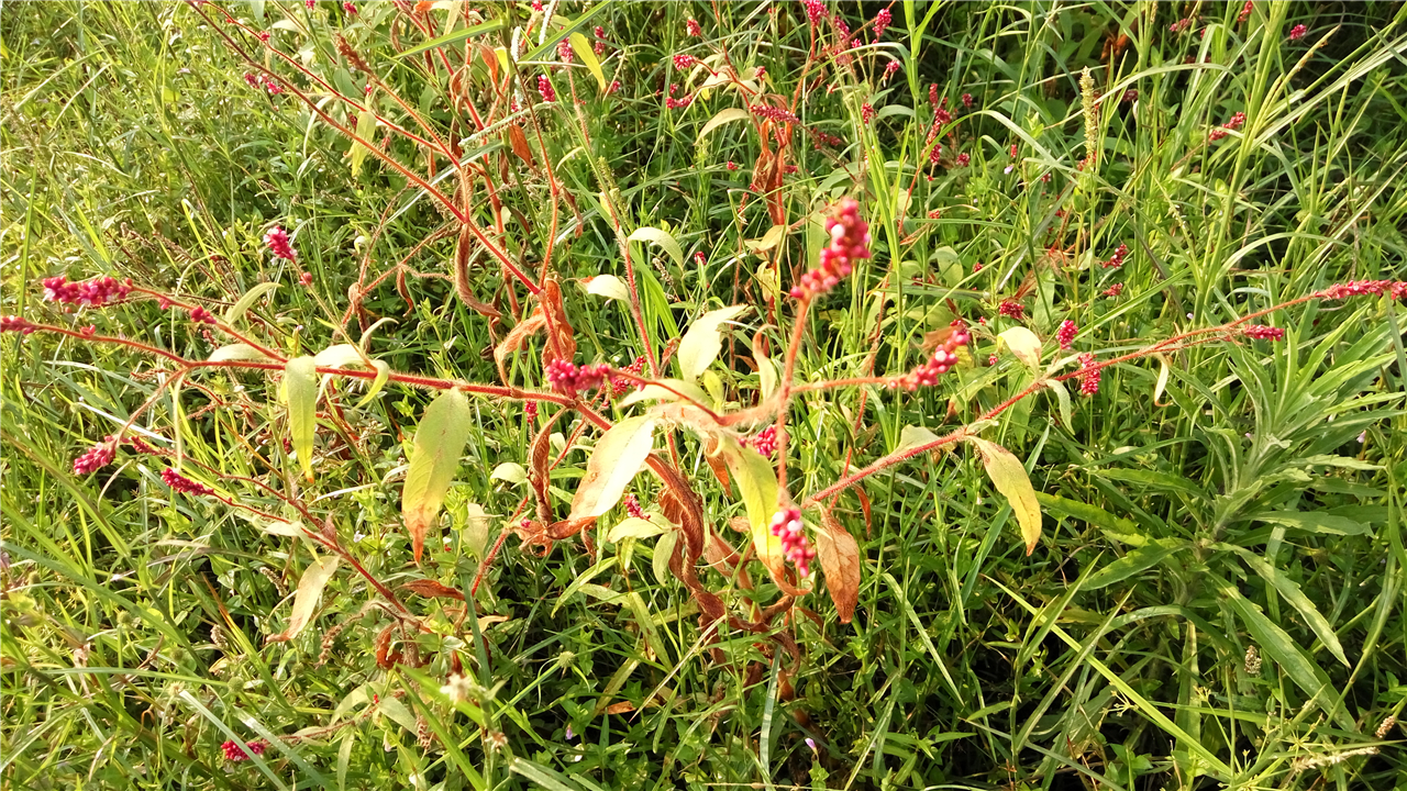 农村开红花像狗尾巴的草，把它制成酒曲卖50元一斤，你认识吗？