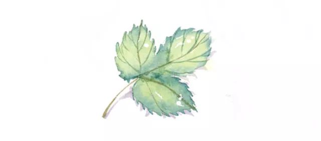 中药杏仁怎么止咳化痰,润肺止咳杏仁