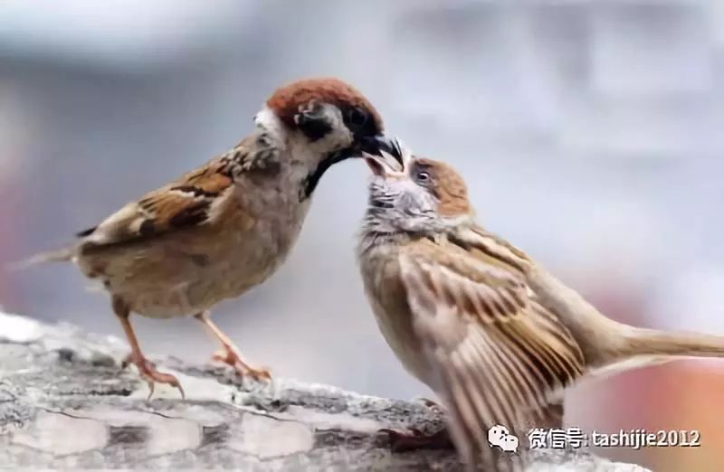 诚实的麻雀,谦虚的麻雀