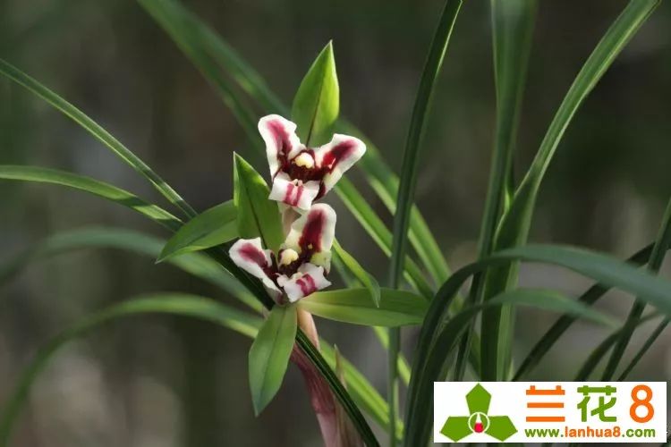 金边兰花叶尖枯焦,兰花叶尖枯焦会恢复吗