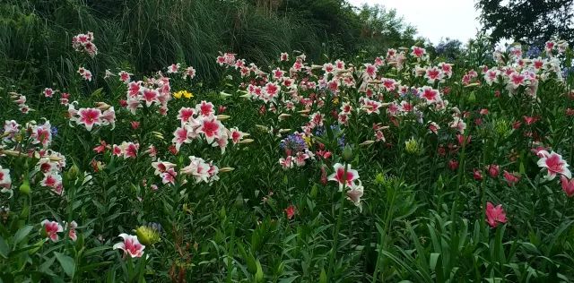 开奖｜林盘里、绿道上、花海间！20张石象湖门票花落谁家