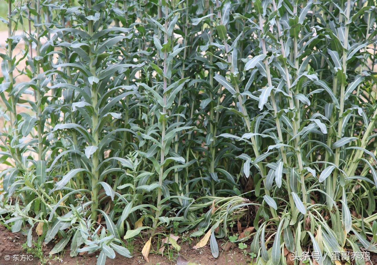 肠道调理视频,肠道调养