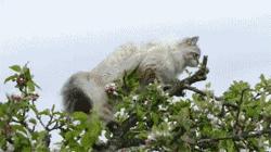 俄罗斯猫西伯利亚猫,战斗民族的猫有哪些