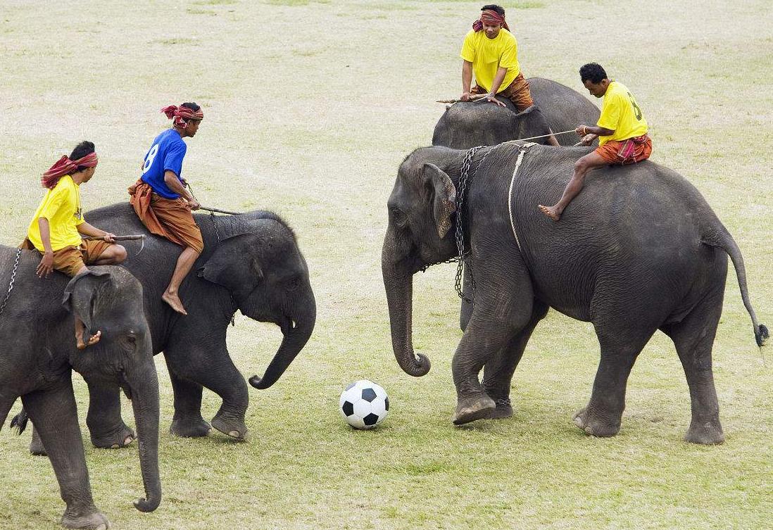世界杯来啦,这些动物也会踢足球,个个技术高超!