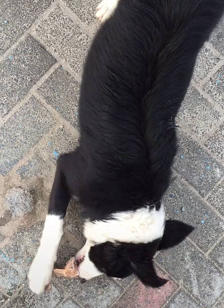 边牧一脸嫌弃看二哈啃仙人掌,边牧专治二哈