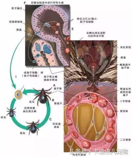 巴贝斯焦虫的终末宿主,巴贝斯焦虫病能扛过去吗