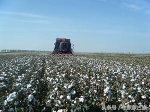 新疆农六师芳草湖总场,新疆农六师芳草湖