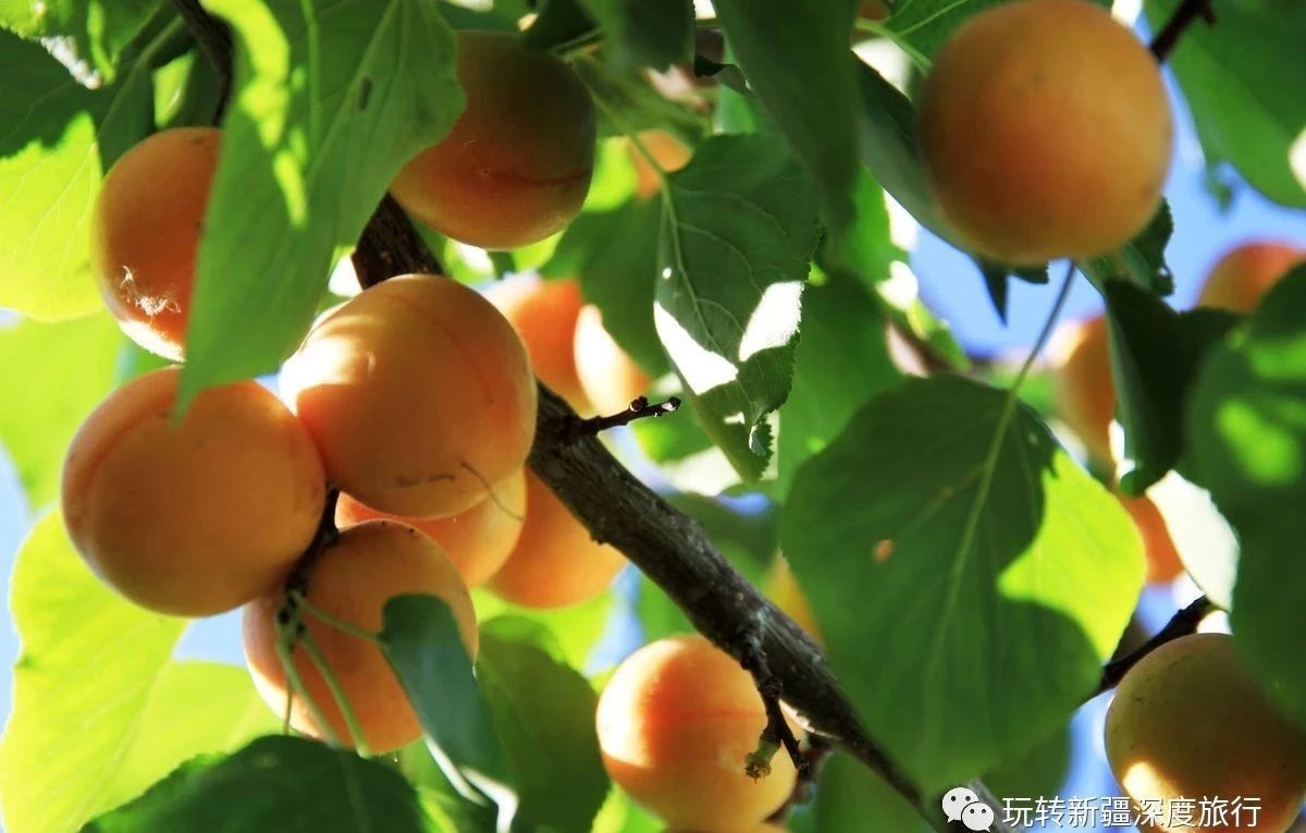 南疆最好吃的瓜果,新疆瓜果什么最好吃又便宜