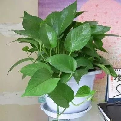 盆花枯萎了,盆花枯萎了怎么补救呢视频