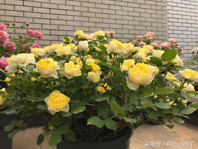 刚买来月季盲枝特别多怎么办,月季盲枝的原因及解决方法