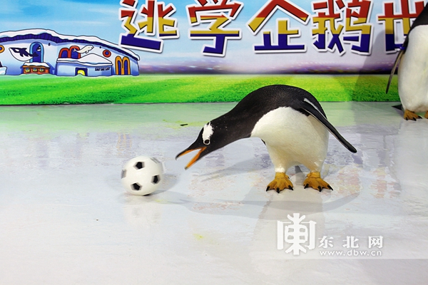 哈尔滨极地馆的逃学企鹅馆,哈尔滨极地馆逃学企鹅冰淇淋