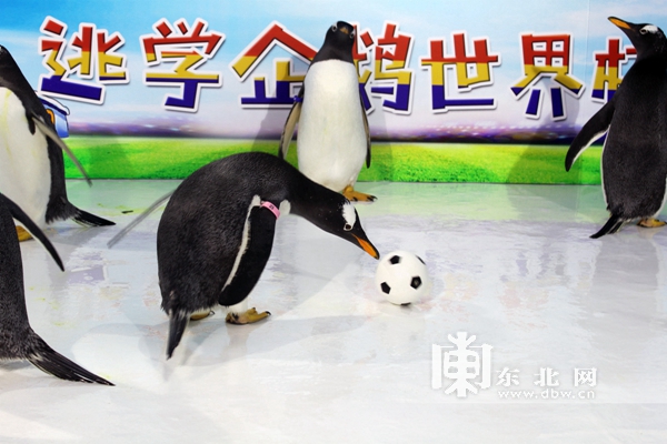 哈尔滨极地馆的逃学企鹅馆,哈尔滨极地馆逃学企鹅冰淇淋