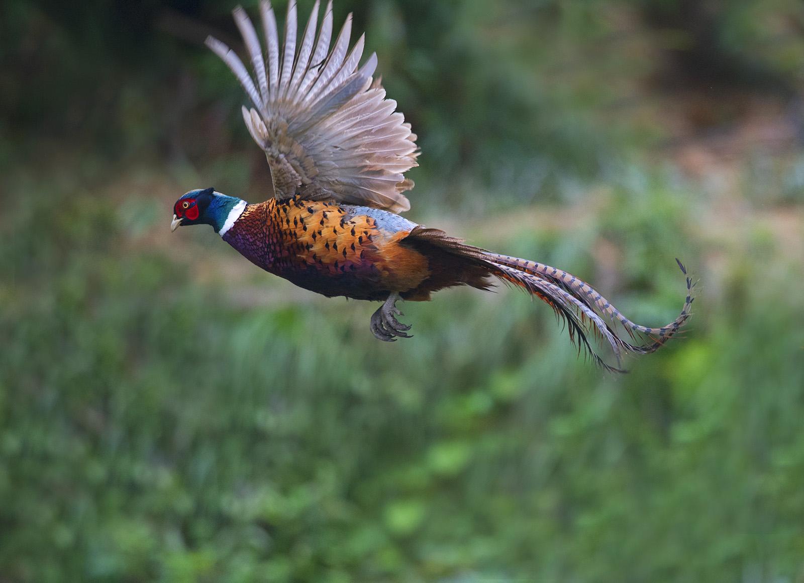 农村怎么创业成本低收获高,985大学生回农村创业带农民致富