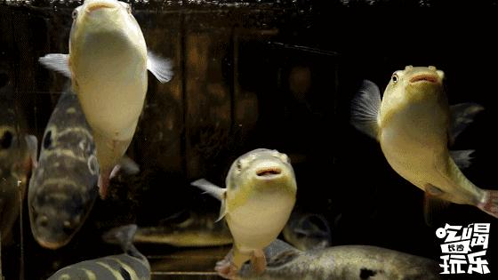 这家日料店有点不一样氛围感爆棚,诚意推荐5家超高颜值新派日料店