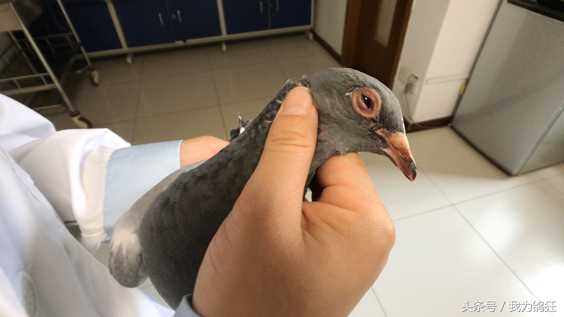 赛鸽医院专家三天治愈病幼鸽赛手重上赛场祝它赛场摘金夺银