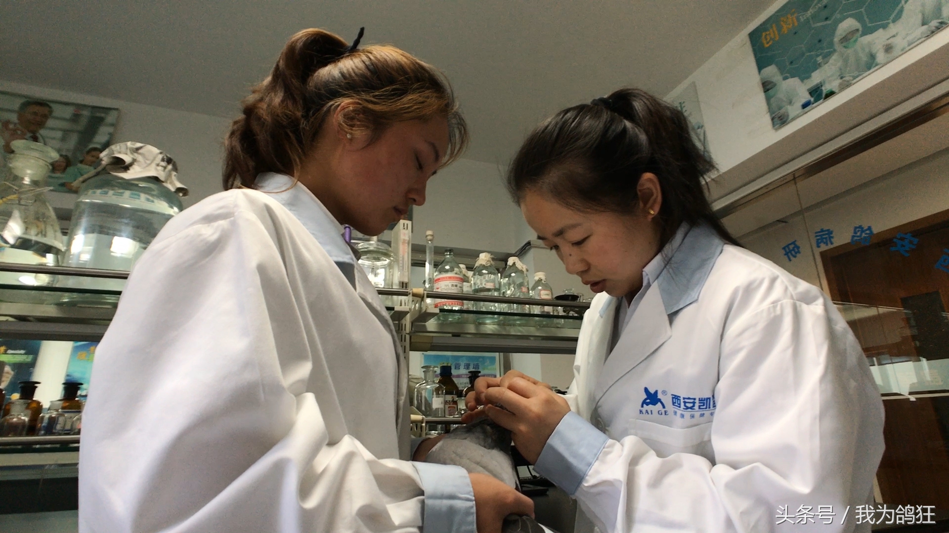 赛鸽医院专家三天治愈病幼鸽赛手重上赛场祝它赛场摘金夺银