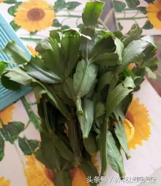 蟹爪兰长得好好的就断了怎么回事,蟹爪兰花谢了怎么处理才能复花