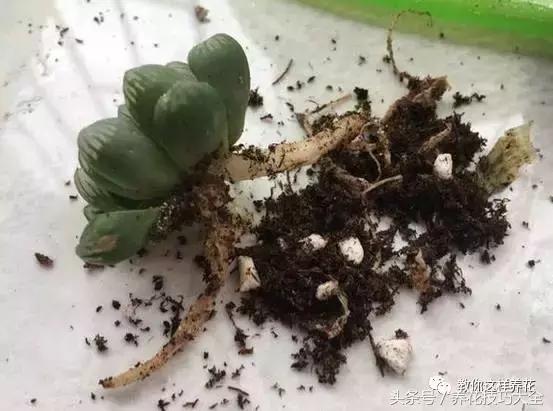 蟹爪兰长得好好的就断了怎么回事,蟹爪兰花谢了怎么处理才能复花