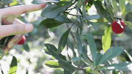 杨梅里面的虫子是怎么来的,樱桃杨梅有虫子