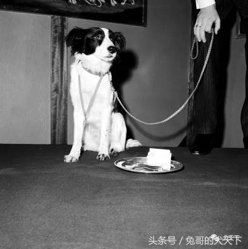 足球吉祥物狗狗盘点,一只狗狗拯救了无数人