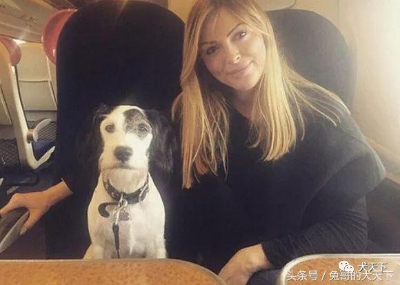 足球吉祥物狗狗盘点,一只狗狗拯救了无数人