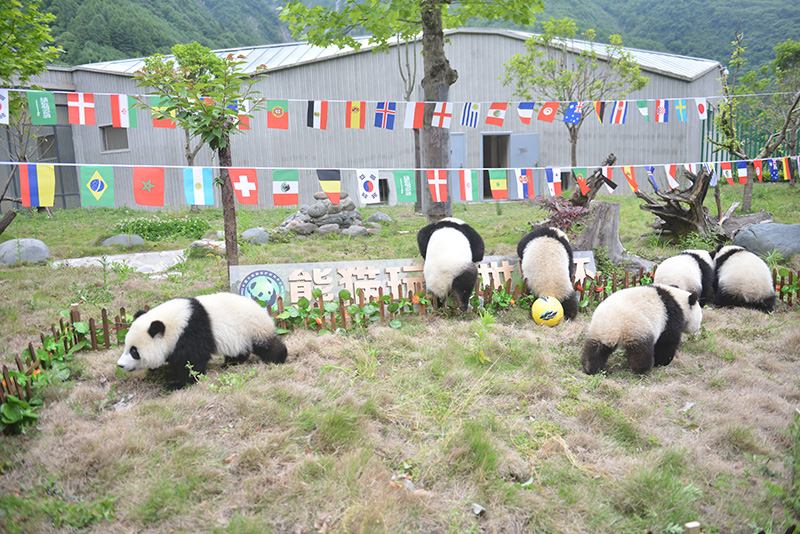 萌哭熊猫,萌哭2017新生大熊猫宝宝齐亮