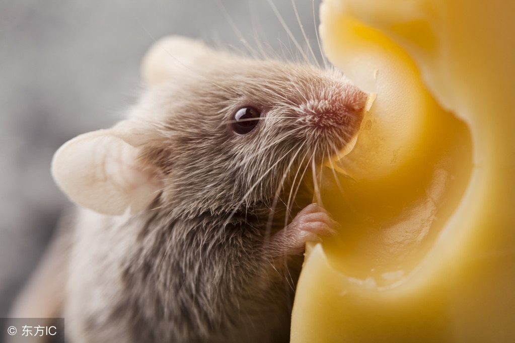 属鼠六月不顺,属鼠今年财运好吗