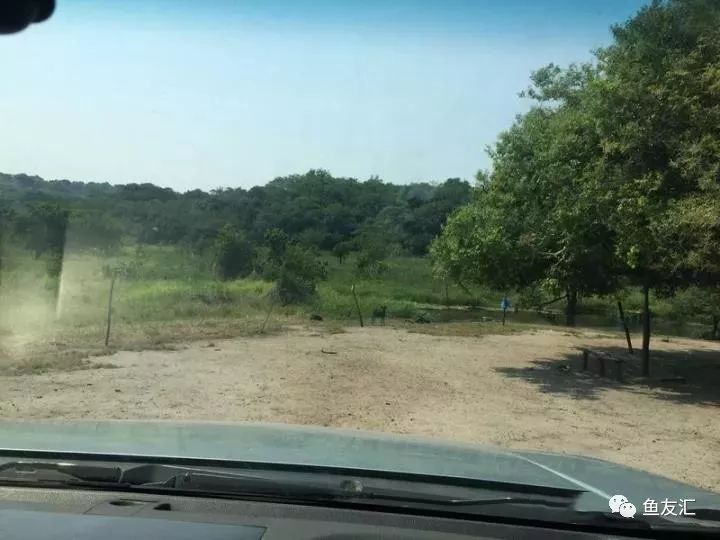 特隆贝塔如何饲养,特隆贝塔半皇与红彩区别