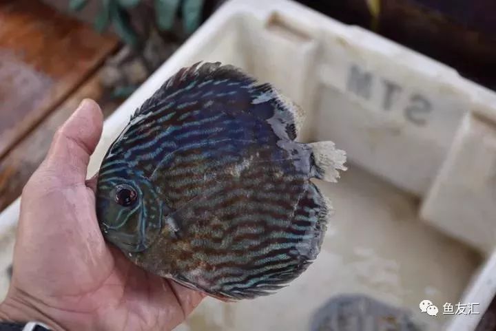 特隆贝塔如何饲养,特隆贝塔半皇与红彩区别