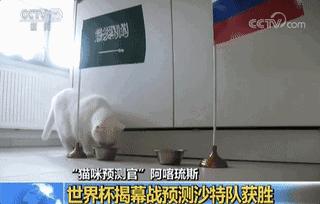 世界杯足球你了解吗,浅谈世界杯及足球