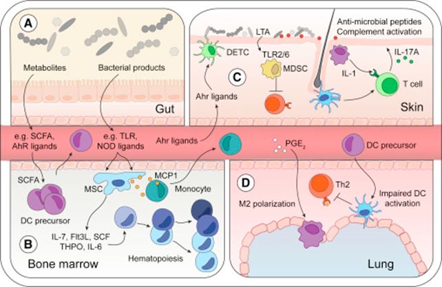 益生菌再认识，它是如何调节小儿免疫的？