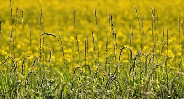 甘肃张掖军马场旅游 (张掖最好的军马场)