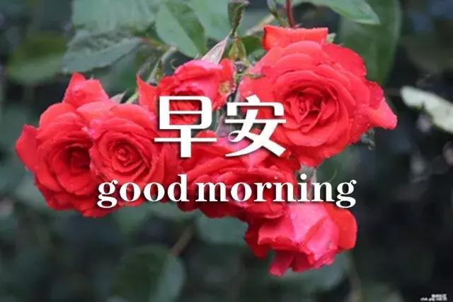 闹钟在吵早安祝福语,闹钟在响喜鹊在叫