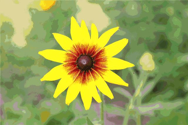 来赏花郁金香花展已开启,春日踏青花博会